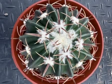 Echinocactus texensis Cactus - Horse Crippler - Cold Hardy  6” Pot