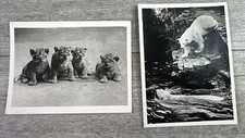 Lot Of 2 Photo Card Zoological Park Edinburgh Lion Cubs & Polar Bear 4