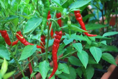 #ad #ad Cayenne Long Red Thin Pepper Seeds NON GMO Variety Sizes FREE SHIPPING $48.99