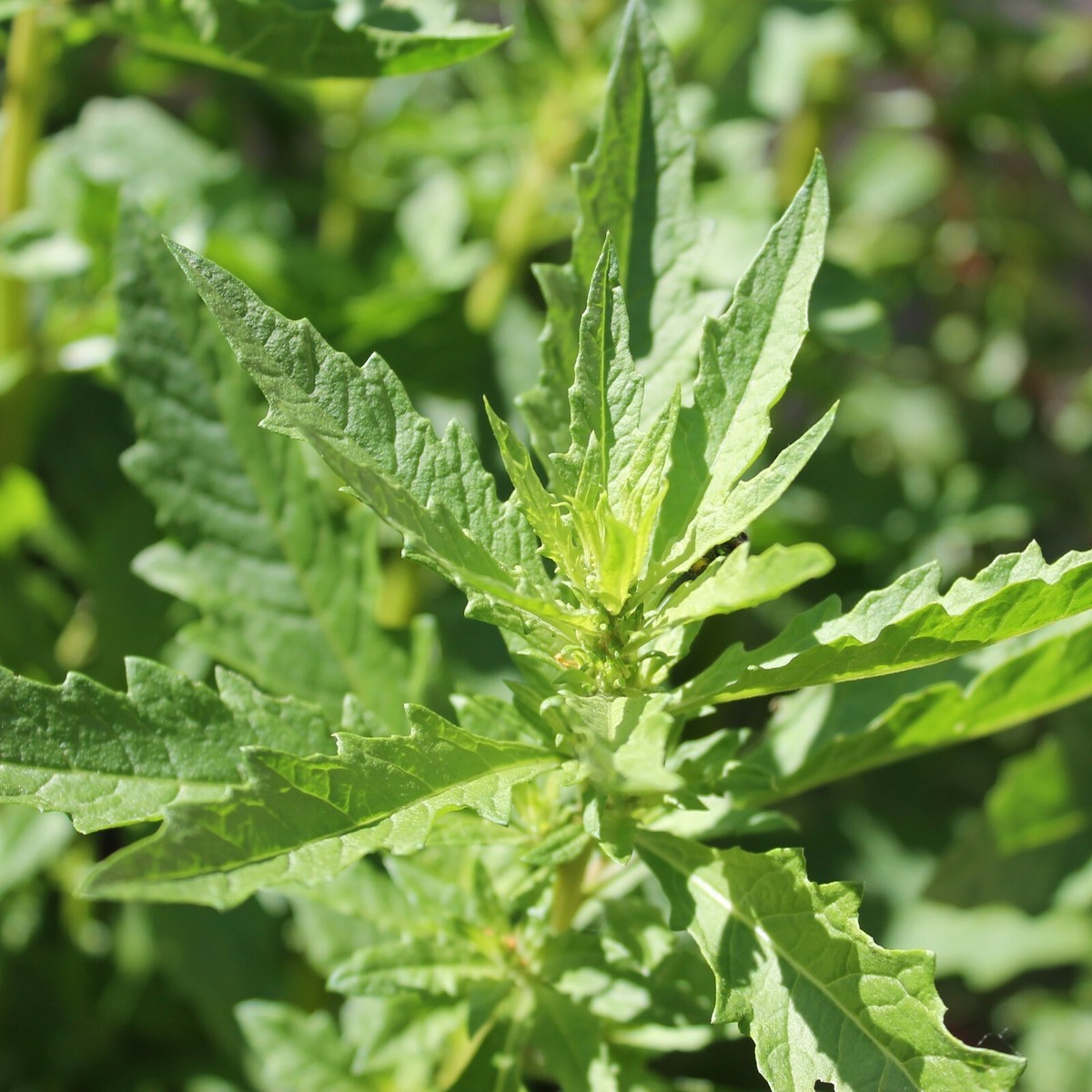 Epazote Leaves