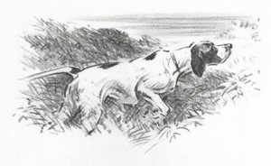 Pointer - CUSTOM MATTED - Vintage Dog Art Print - 1946 Dennis