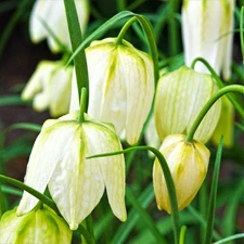 Easy to Grow Fritillaria Checkered Lily Meleagris White 25 Plant Bulbs, Zone 3-8