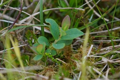 Foto 6x4 Moor Heidelbeere (Vaccinium uliginosum), Hermaness Hill ganz lokal c2018