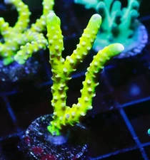 DIYreefer Live Coral WYSIWYG RR Golden Rod Anacropora