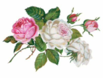 Vintage Image Victorian Shabby Pink White Roses Waterslide Decals FL349