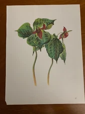 Purple Trillium Art Print Book Page Illustrated Anna Vojtech 11 X 8.5 Nature