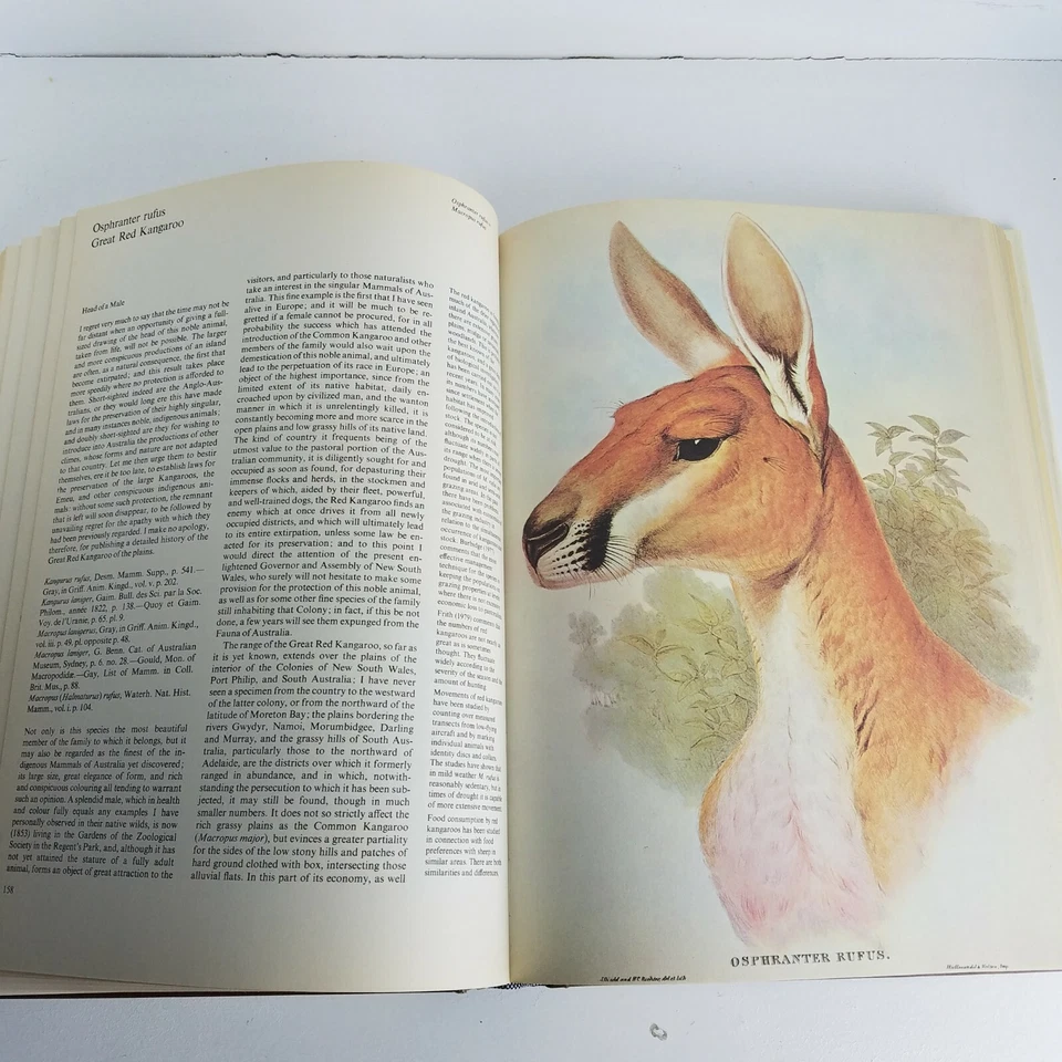 John Gould The Mammals of Australia with modern notes by Joan M. Dixon - Image 4 of 4