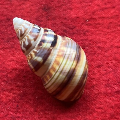 LAND SNAIL SHELL (s2)