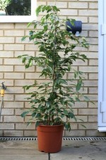 Large Ficus Benjamina ‘Exotica’ Indoor Tree – 130cm Tall House Plant