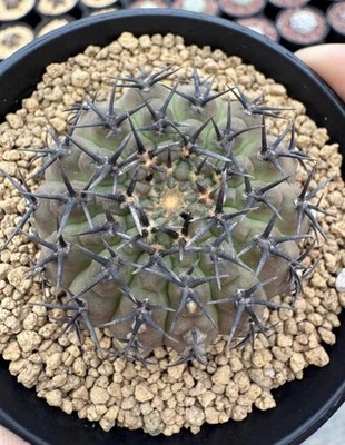 5.3cm Rare Cacti Gymnocalycium bodenbenderianum Random Own Root Boutique Sale