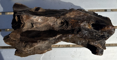 Petrified Iron Wood , Fantastic piece with many wood qualities, 13lb 0.9oz