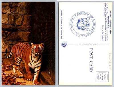 National Zoo Washington DC Bengal Tiger Postcard Pat Vosburgh Photo Chrome