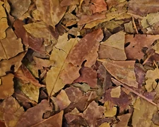 Wintergreen Dried Leaf ~ Gaultheria procumbens ~ Organic Bulk Herbs 0.5 - 4 oz