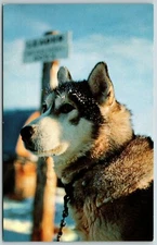 Siberian Husky, Alaska - Postcard