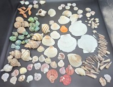 Large Mixed Seashell Collection Lot Natural Beach Craft Decor Scallop Whelk Turb