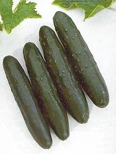 Cucumber Slicemaster Select Vegetable Seeds