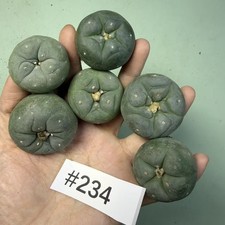 Sale 6pcs Rare plant Cacti L F WYSIWYG Own Root Boutique Garden Decor