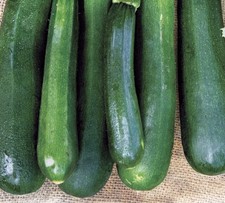 50 Straight 8 Cucumber Seeds - Non GMO