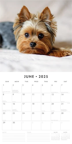 Yorkshire Terriers 2025 Square Wall Calendar