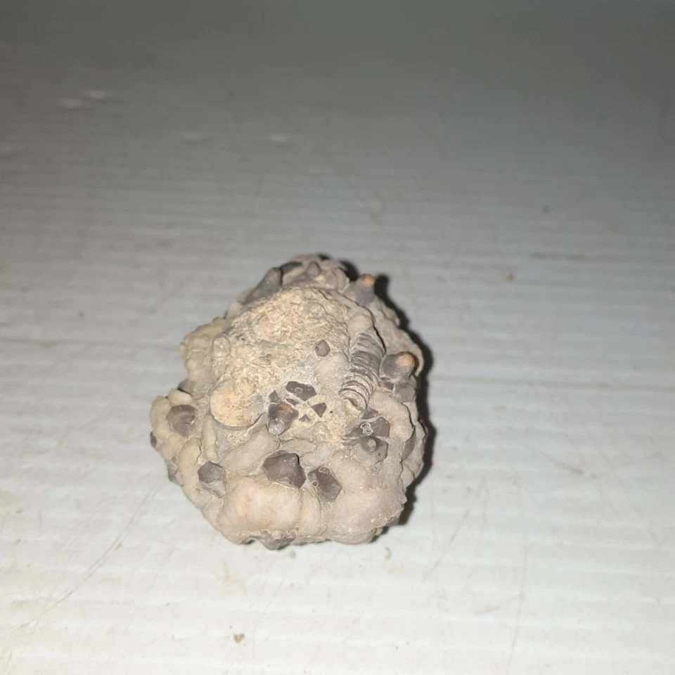 Gilbertsocrinus Tuberosus Fossil Lake Monroe, Indiana - Image 4 of 4