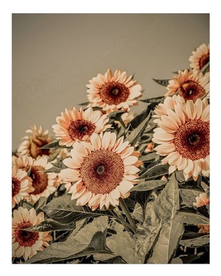 Sunflower Bloom Wandkunst Von Der Natur Inspiriertes Wohndekor Natur