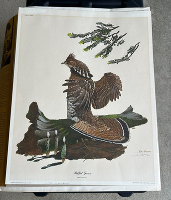 Ray Harm Ruffed Grouse Signed Print Plate XXXIX Nature Artwork 20x16