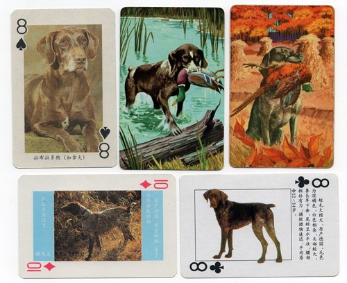 DEUTSCH KURZHAAR ZEIGER SAMMLUNG EINZELHUND SAMMLERSTÜCK SPIELKARTEN