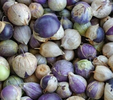 PURPLE TOMATILLO SEEDS 50+ GARDEN vegetable SALSA Mexican CULINARY FREE SHIPPING