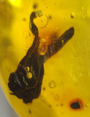 Flower Sepal with Insects in Dominican Amber Fossil Los CaCaos Mines