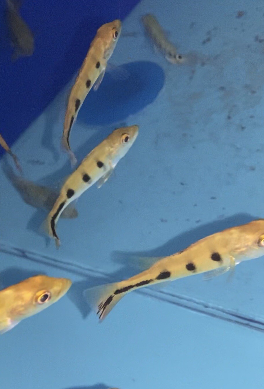 buy live freshwater fish online