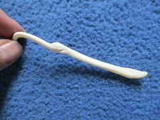 Real Raccoon Baculum Penis Unique BROKE & HEALED oddity RARE FREAK  N5