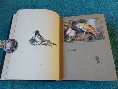 The British Bird Book, Wood & Pycraft, Roland Green, rebound half morocco, 1921 - Picture 16 of 23