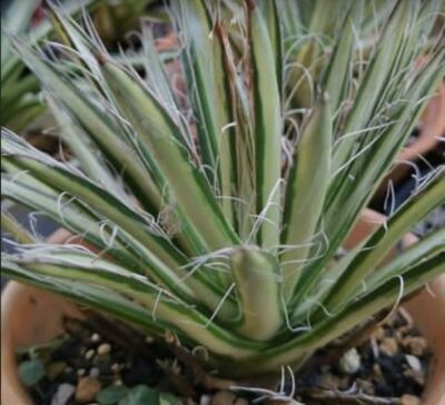 agave plant indoor Agave Outdoor Plant | Century Plant main image 1