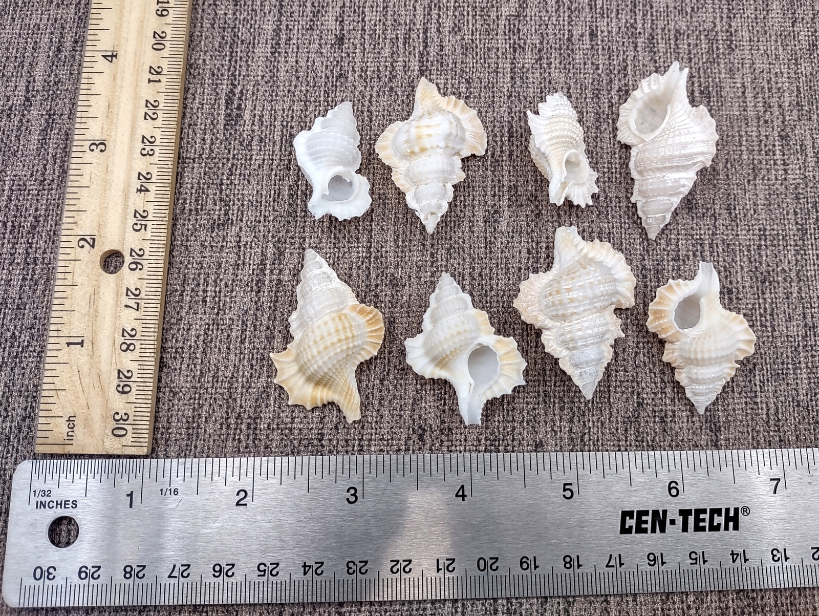 Maple Leaf Frog Seashells Creamy White (6 shells approx. 1+ inches)