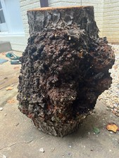 Cherry tree burl 24"x11"