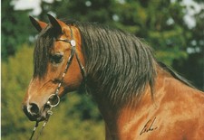 Arabian horse, Daikir, postcard
