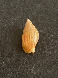 Amphissa columbiana Dall 19 mm Oregon USA