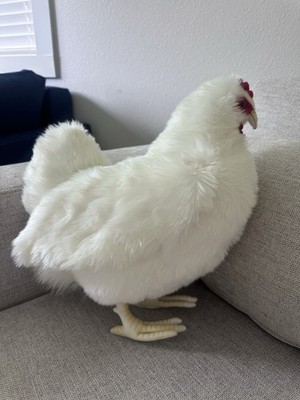 Hansa Creation White Large Chicken Plush Toy
