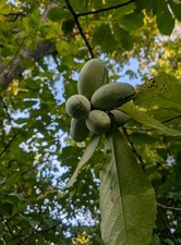 10 stratified Pawpaw Tree Seeds From 2 varieties Paw Paw - Asimina Triloba  