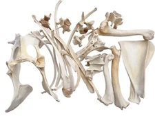 1 Pound Box Assorted Wild Boar Bones 1" - 8" For Bone Crafts