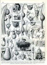 Nests, birds, mammals, insects..  Antique print...Larousse 1897