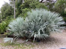 Silver Saw Palmetto Seeds - Serenoa Repens 'Cinerea'