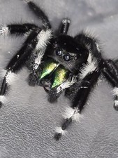 Bryantae-BOLD JUMPING SPIDER