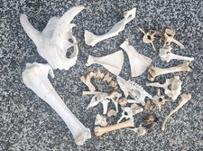 big bundle of sheep bones taxidermy art craft tattoo Curio Skull film tattoo 