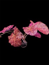 Red Tiger Lotus Large Size Buy 2 Get 1 Free Nymphaea Zenderi Live Plants