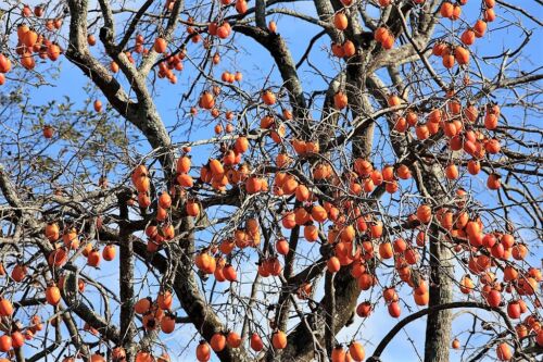 5 JAPANESE PERSIMMON Tree Asian Diospyros Kaki Orange Red Fruit Flower Seeds - Afbeelding 1 van 12