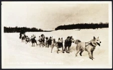 Alaska Dog Sledding SIBERIAN HUSKIES rppc
