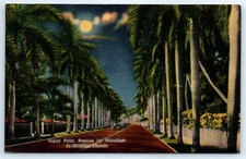 Postcard FL Royal Palm Avenue By Moonlight Linen View Vtg E9