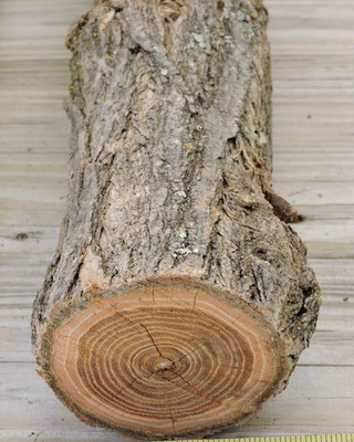 19'' Black Locust Wood Stick Log 3~3 1/2''D Live Edge Raw Natural Rustic Craft