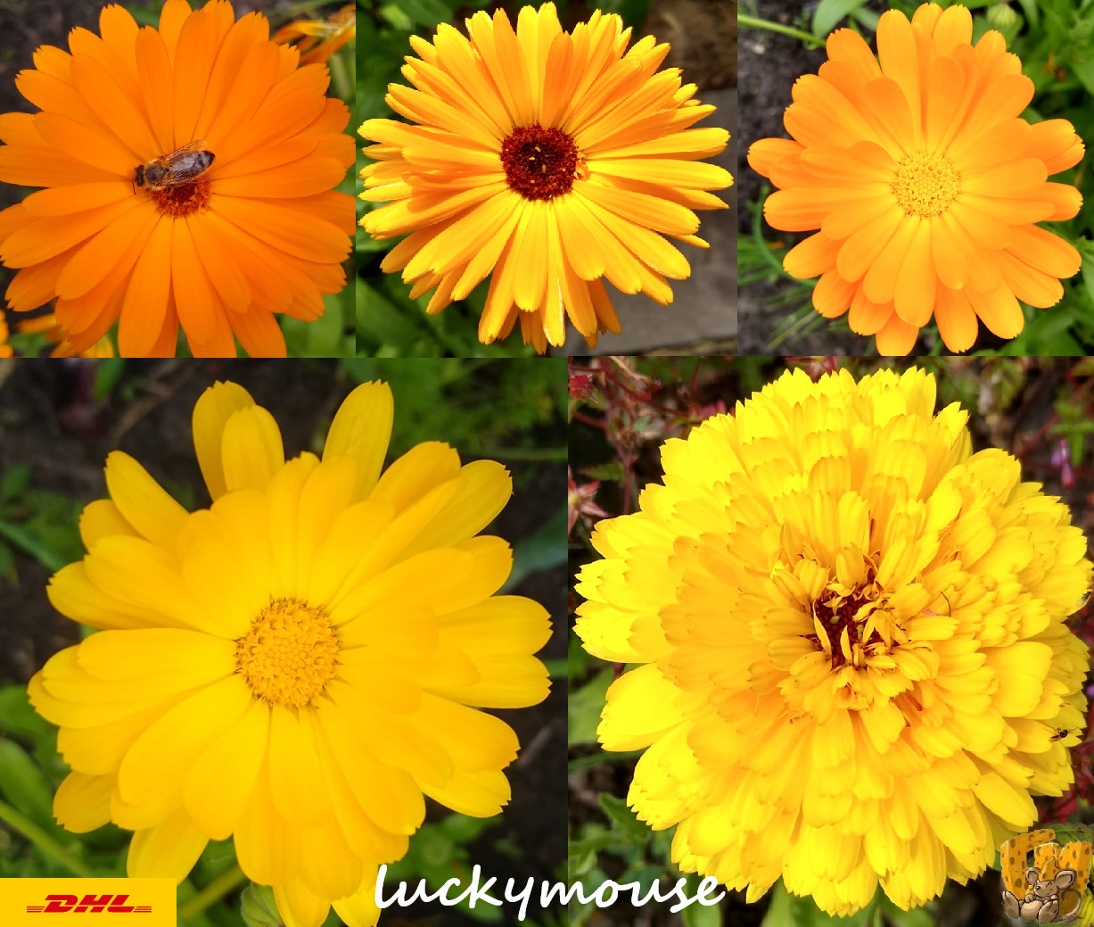 Samen Ringelblume Ringelblumen Calendula officinalis Mischung Bienenweide